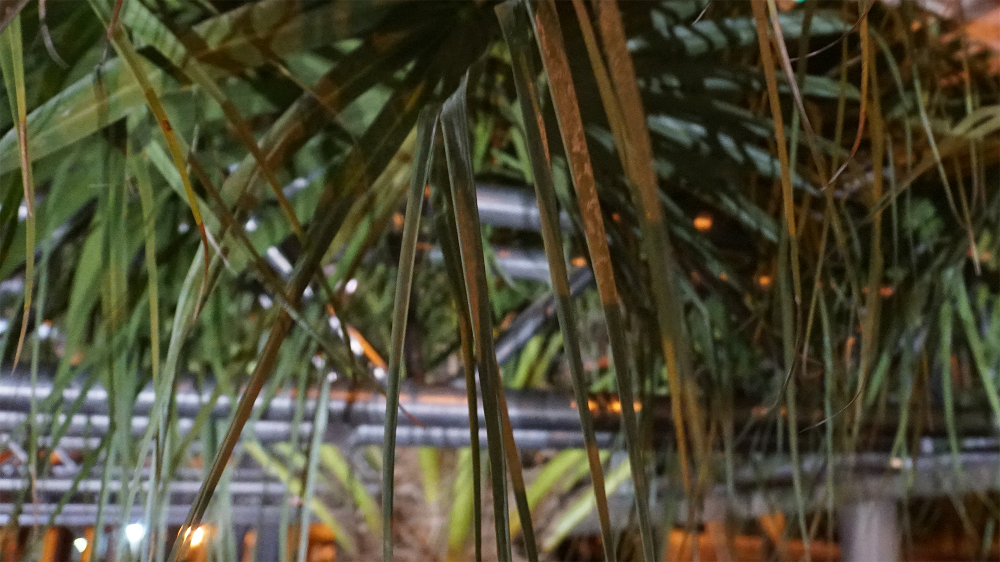 auze and steel temple with palm tree and highway